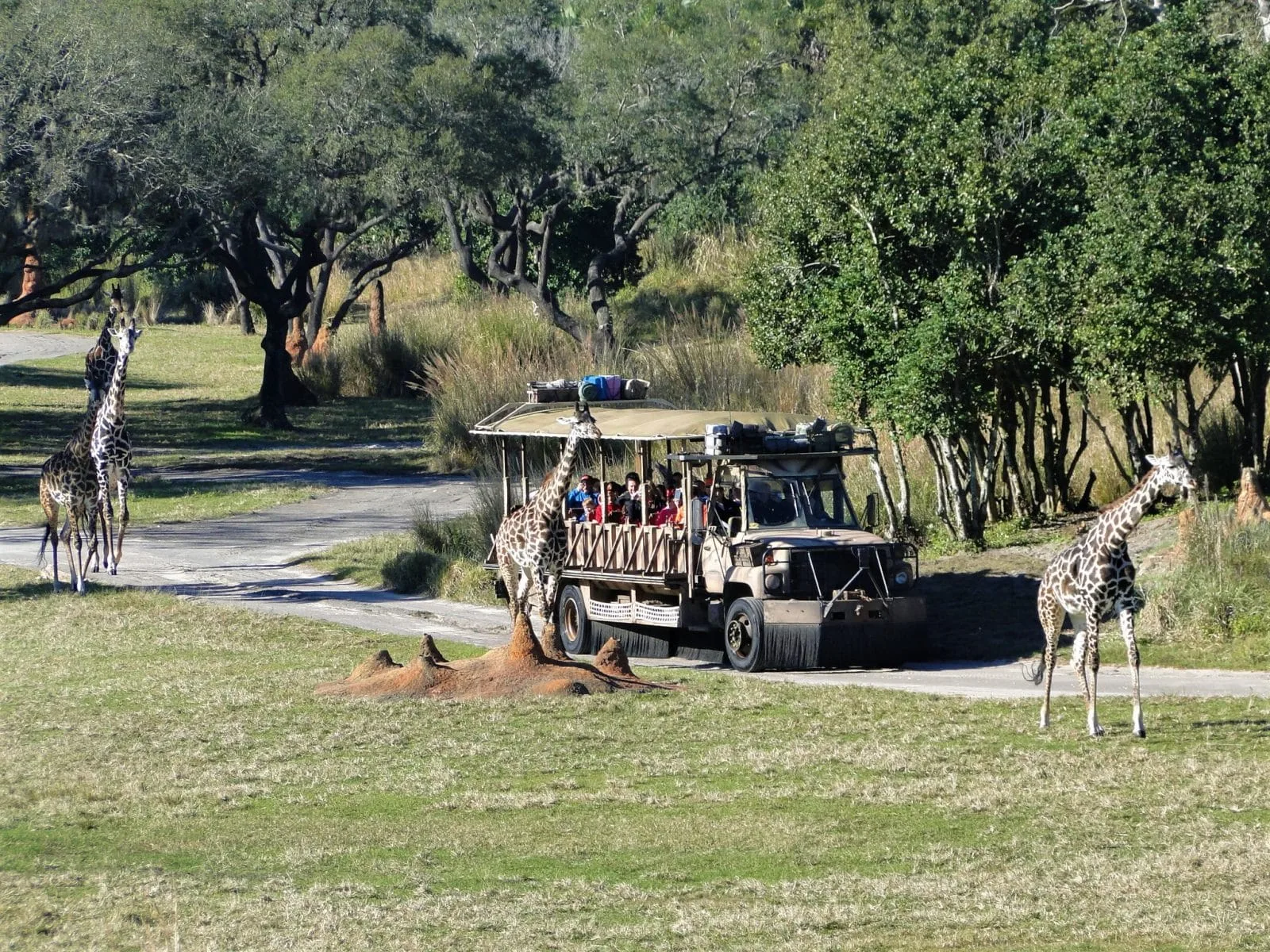 animal kingdom
