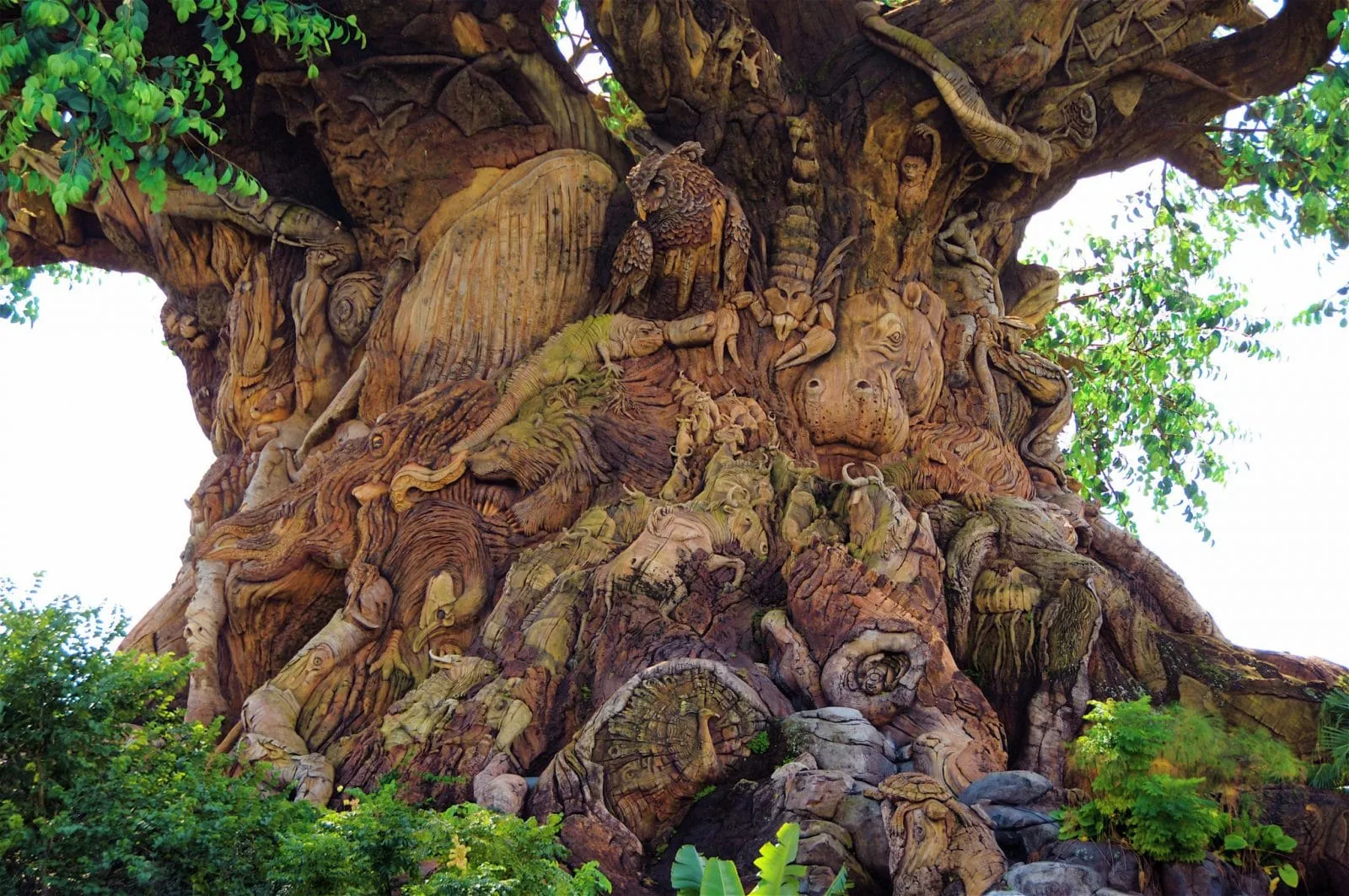 animal kingdom