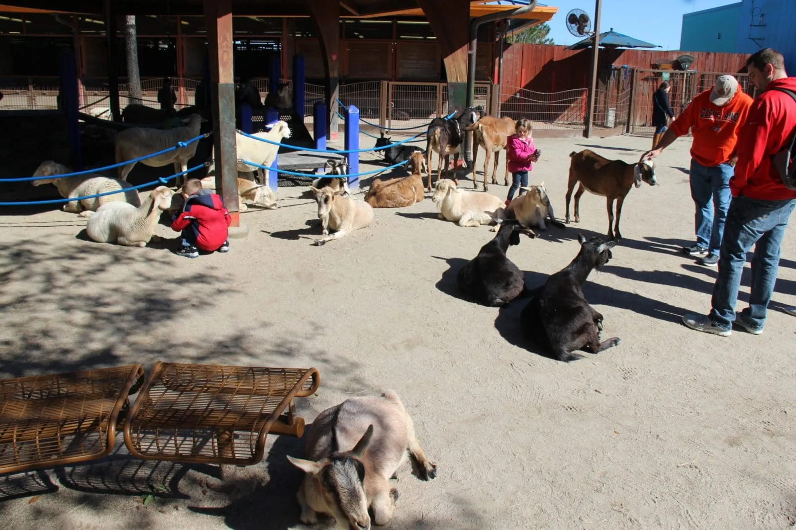 animal kingdom