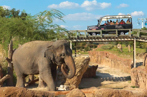BGT+Elephant_Near_Rhino_Rally.jpg