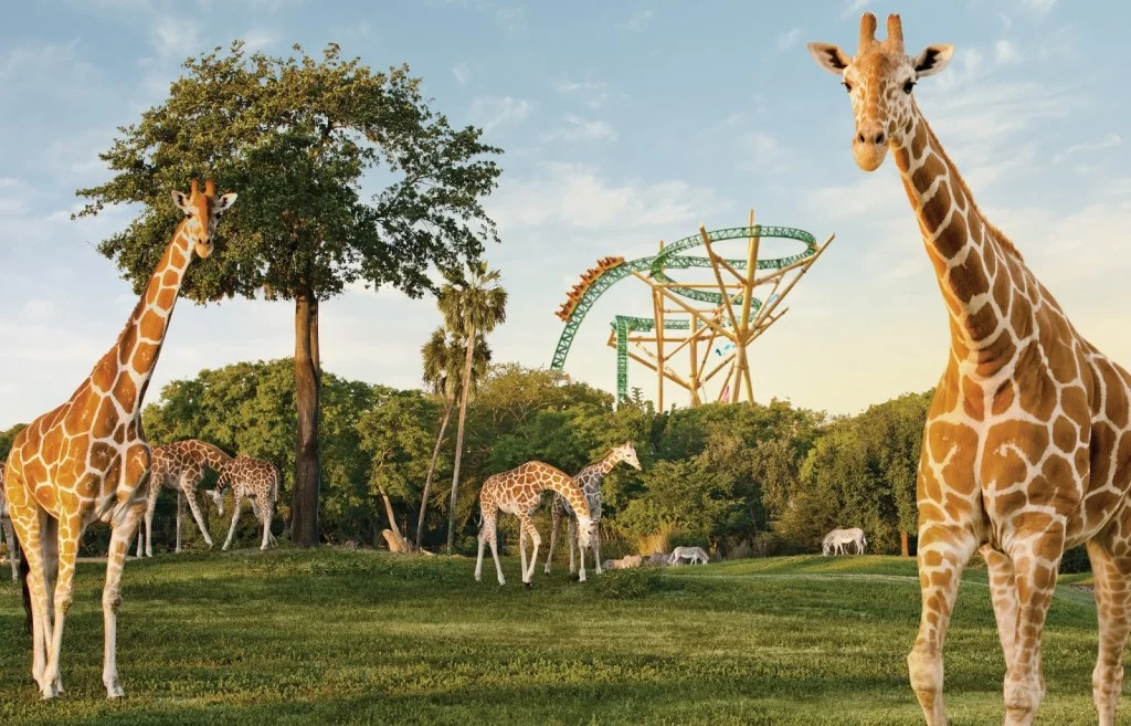 Cheetah+Hunt+Serengeti.jpg