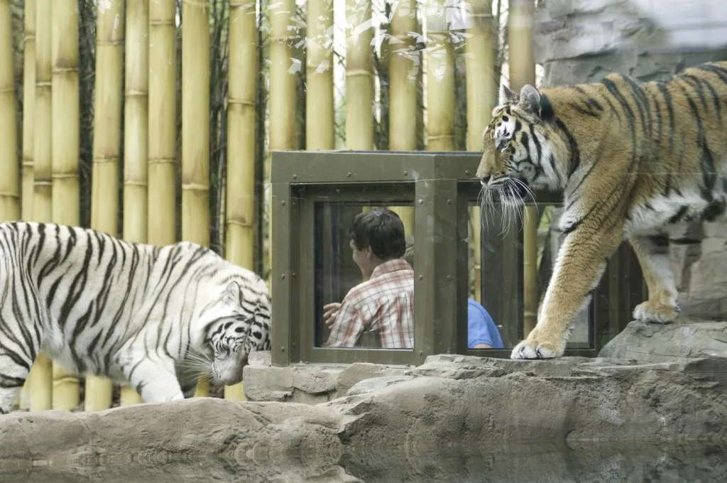 Jungala_Tiger.jpg