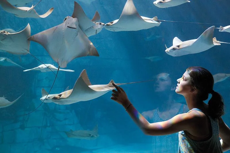 MantaAquarium.jpg
