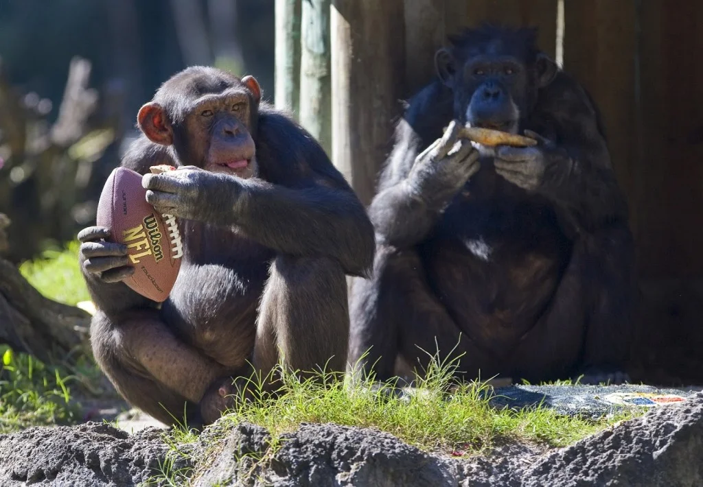 chimps+tailgating.jpg