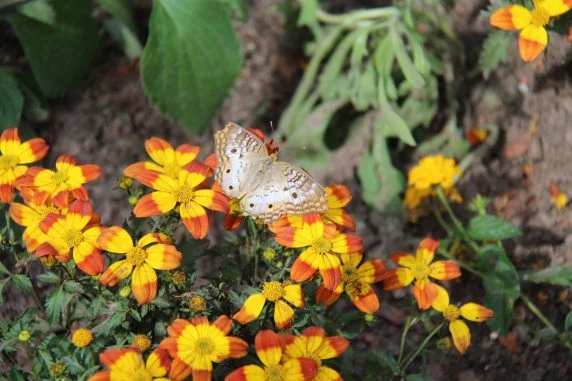 flower and garden festival (149)