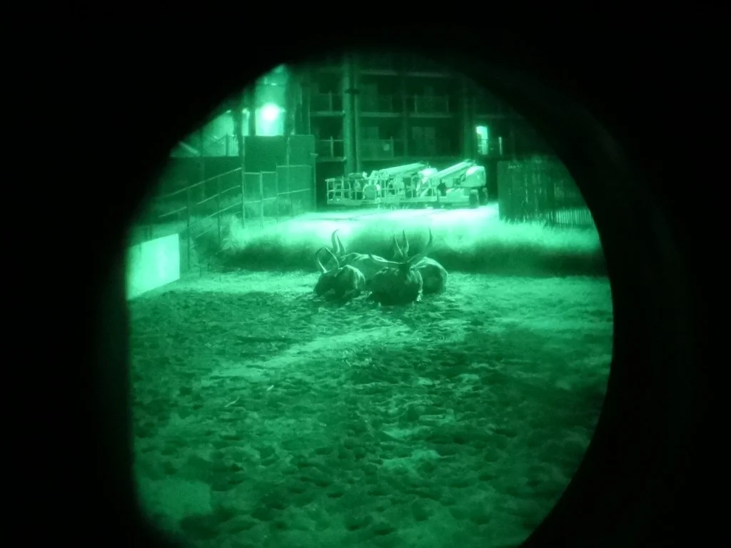 safari noturno