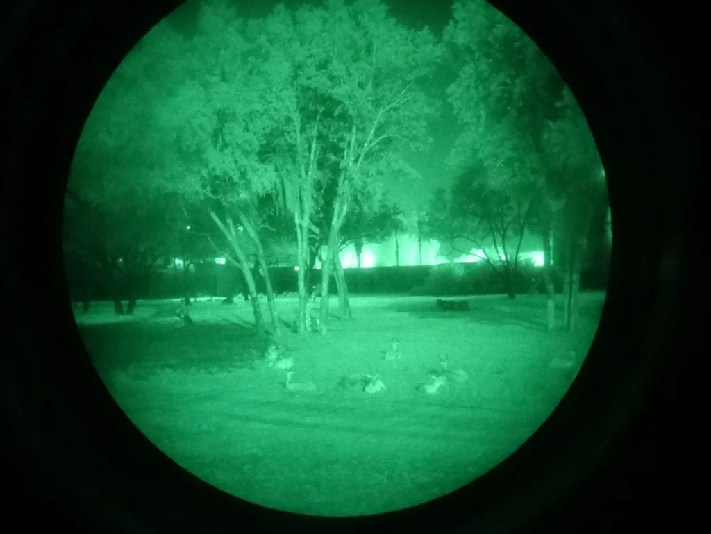 safari noturno