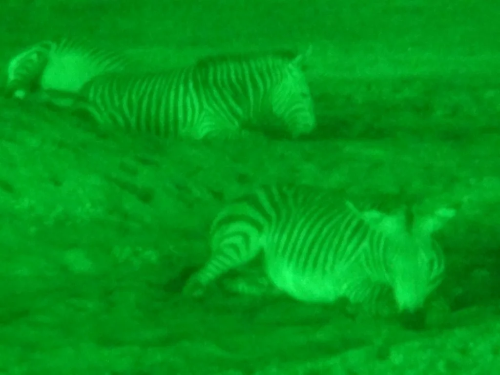 safari noturno