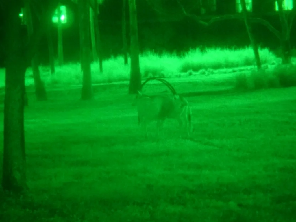 safari noturno