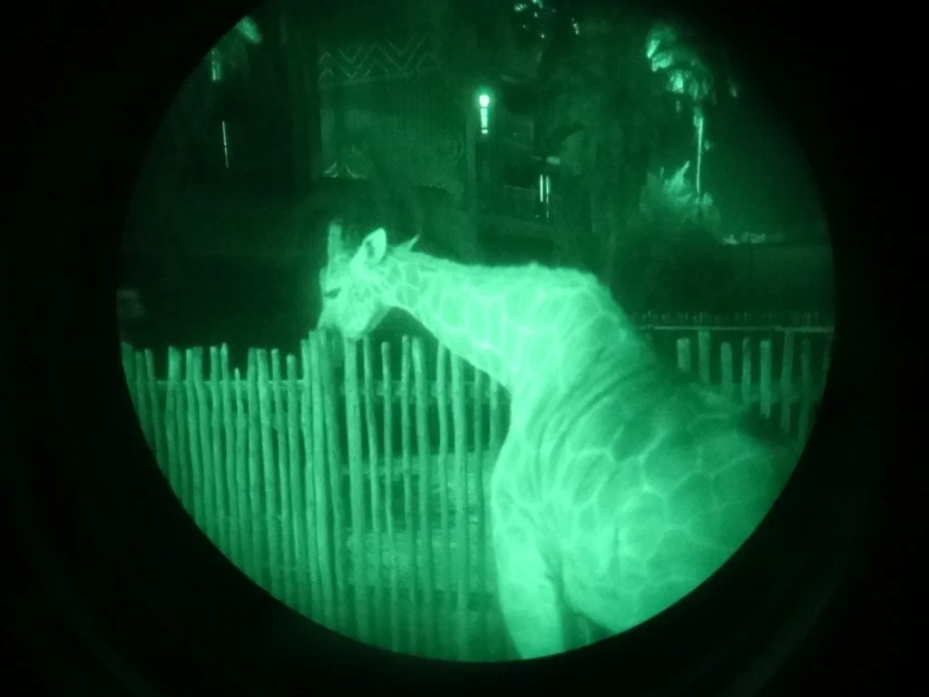 safari noturno