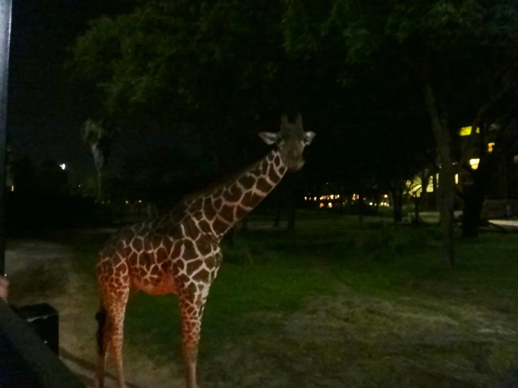 safari noturno