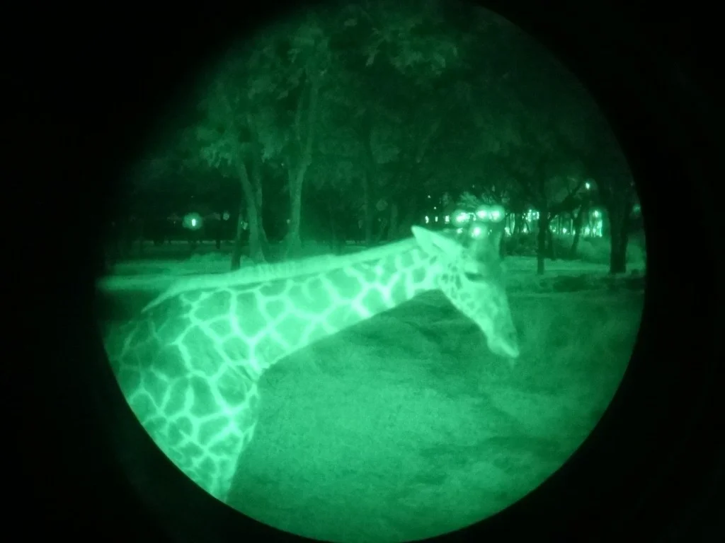 safari noturno