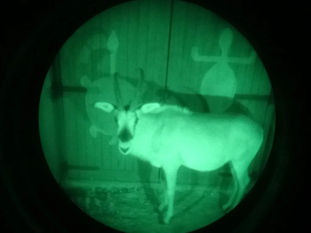 safari noturno