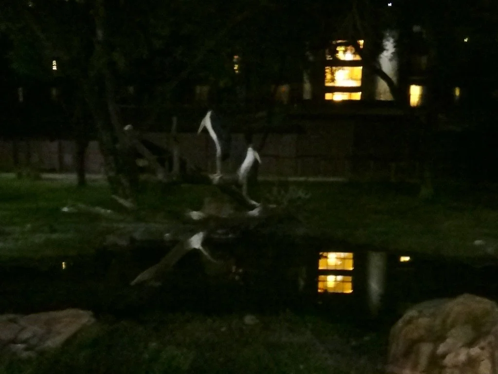 safari noturno