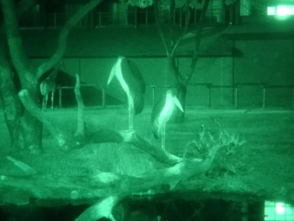 safari noturno