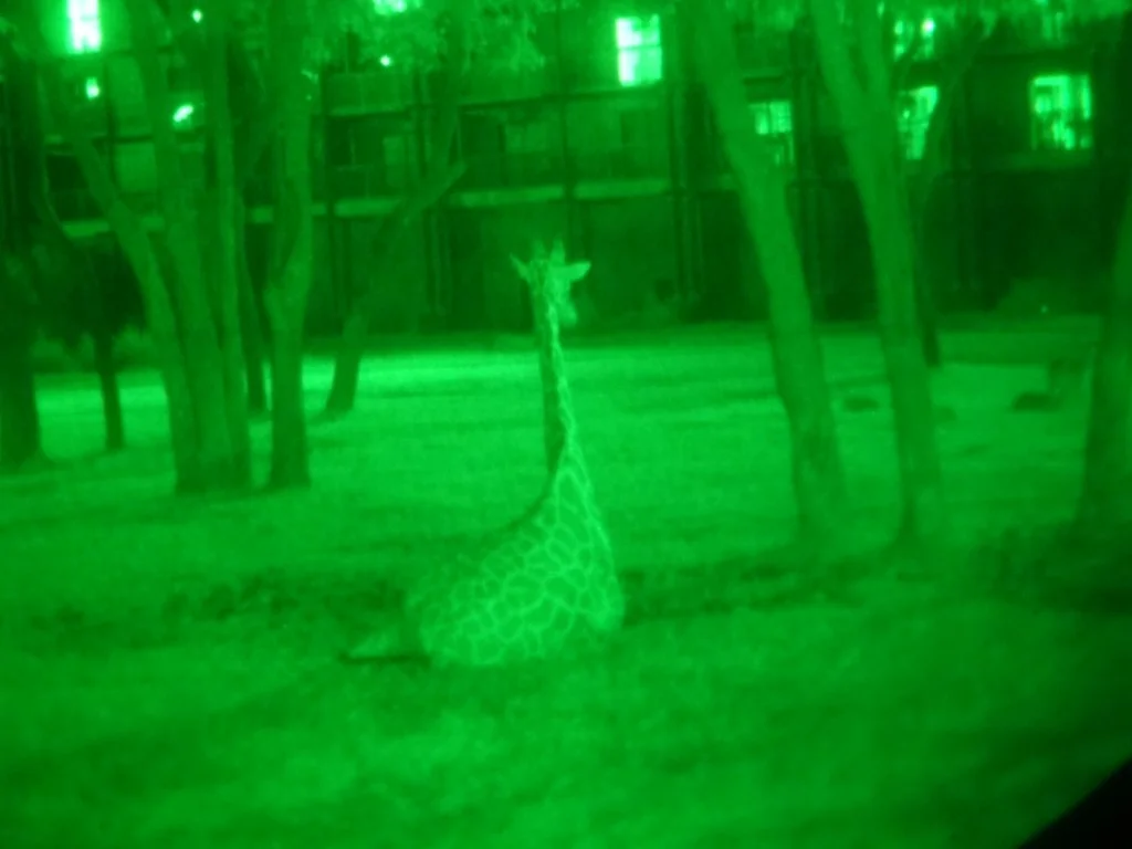 safari noturno