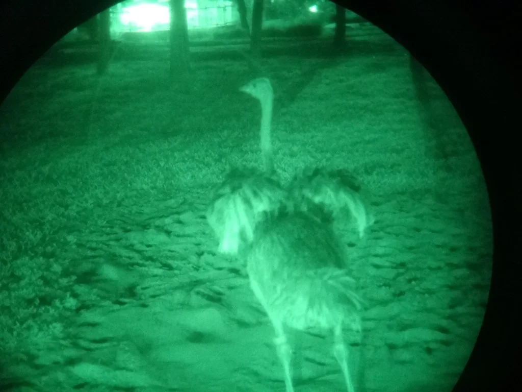safari noturno