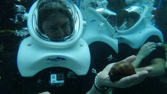 discovery cove - sea venture