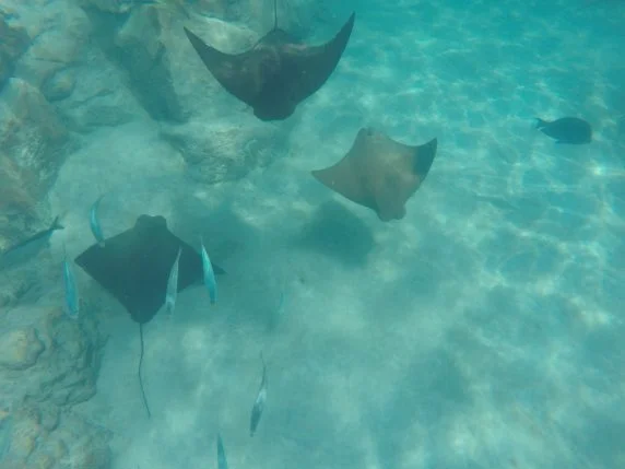 DCIM101GOPRO