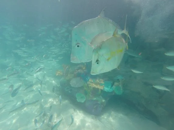 DCIM101GOPRO