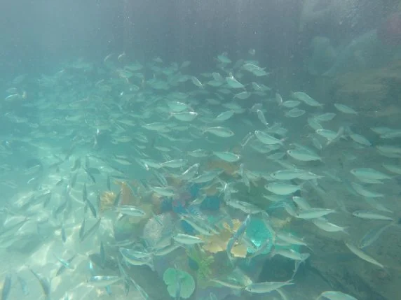 DCIM101GOPRO