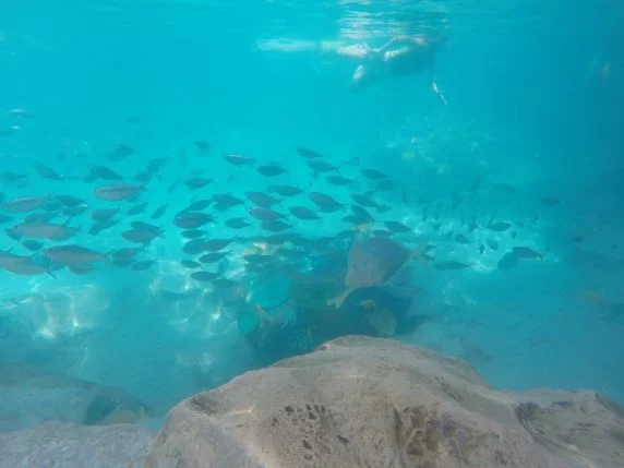 discovery cove