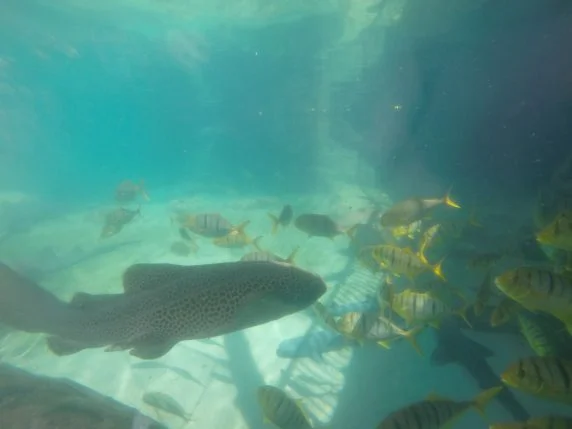 DCIM101GOPRO