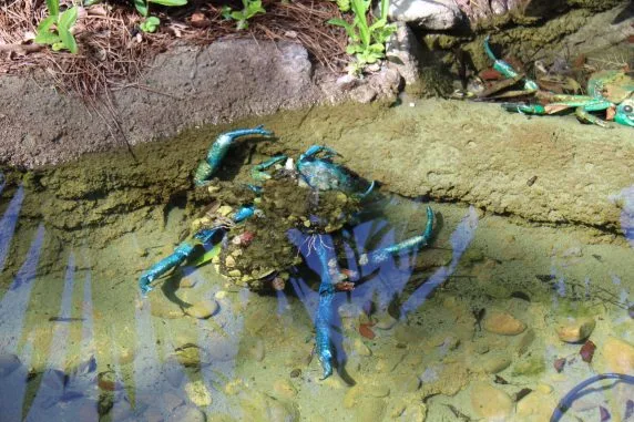 pandora avatar (178)