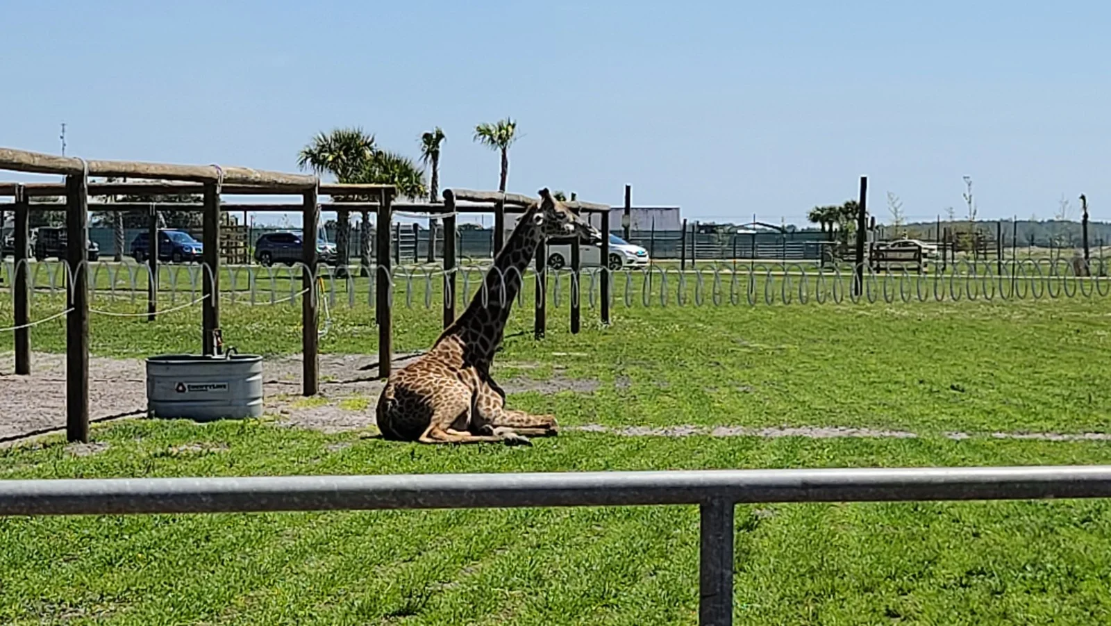 Drive-Thru Sarari no Wild Florida | Andreza Dica e Indica